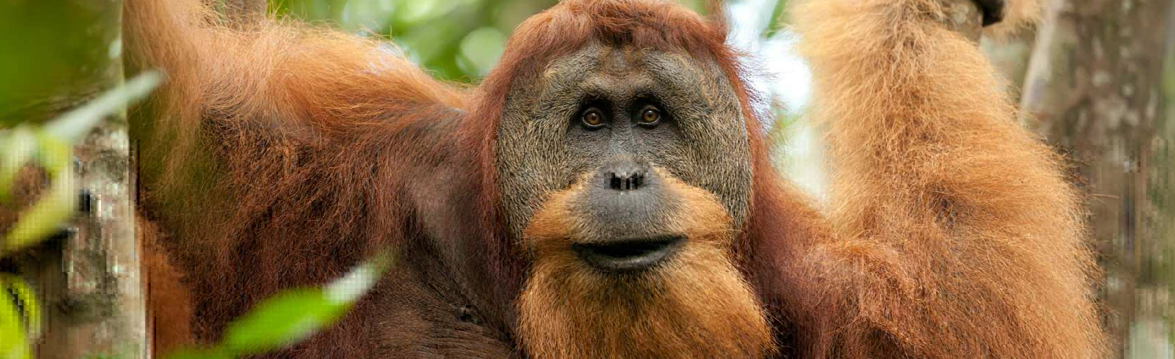 Intensive Orang Utan Safari mit Komodo