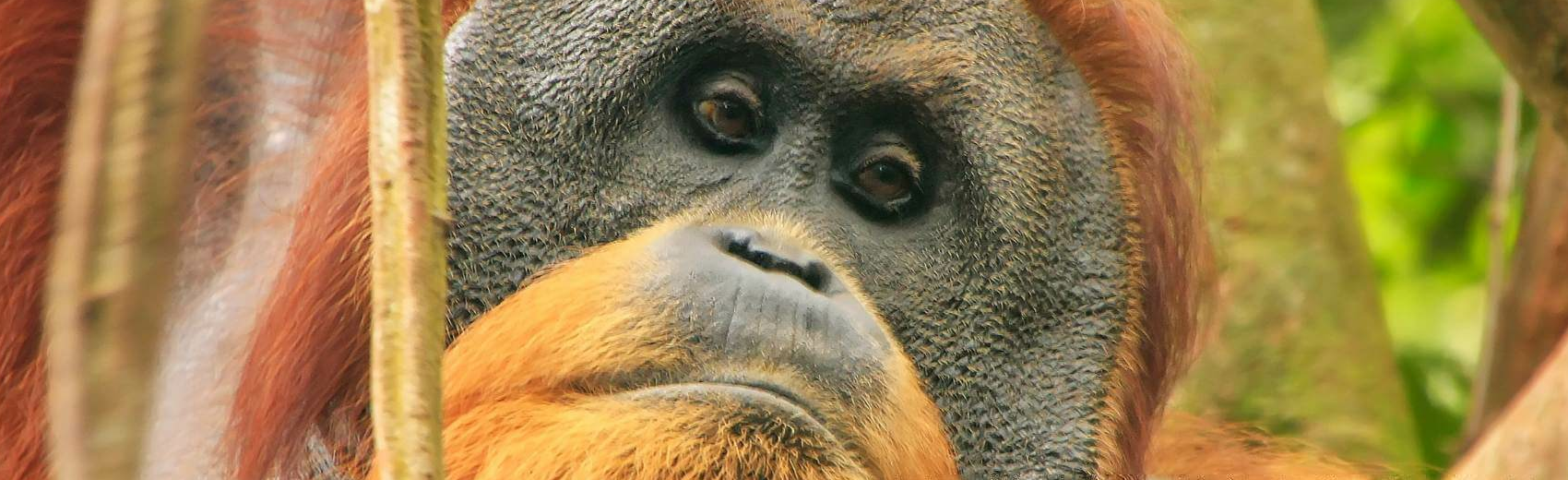 Bukit Lawang Trekking