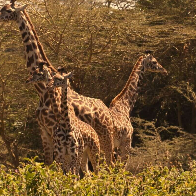Arusha-Nationalpark
