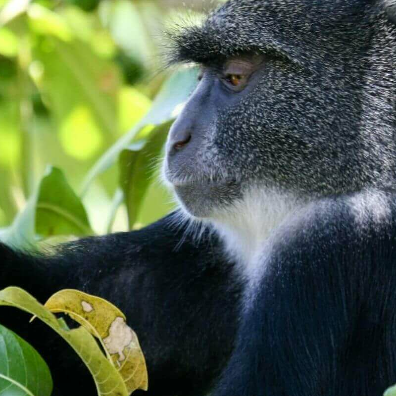 Arusha-Nationalpark