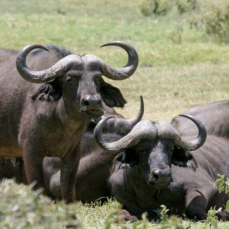 Arusha-Nationalpark