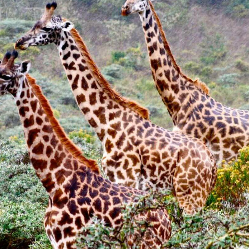Arusha-Nationalpark