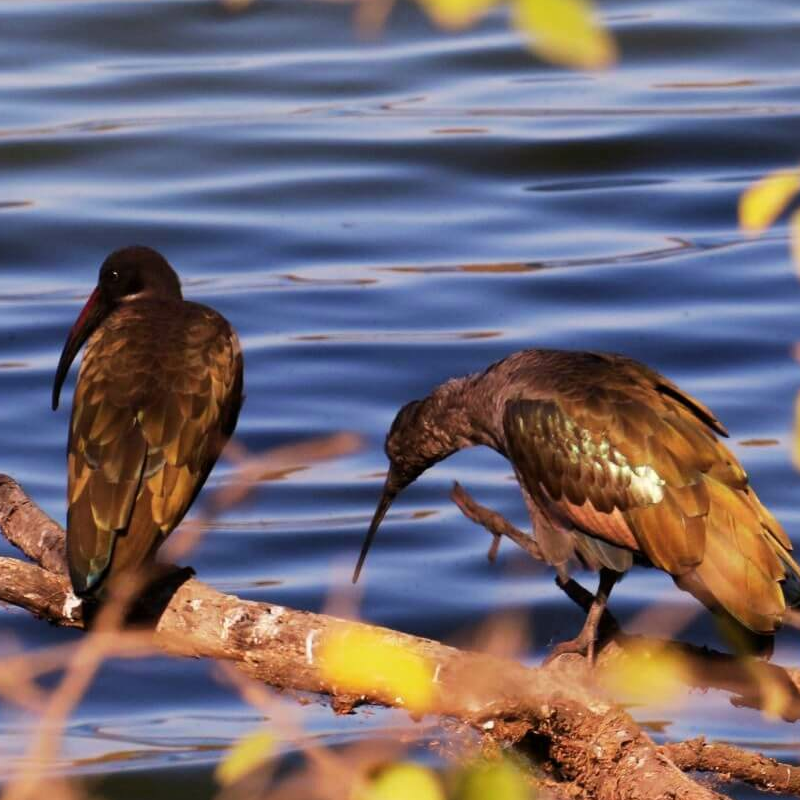 Arusha-Nationalpark