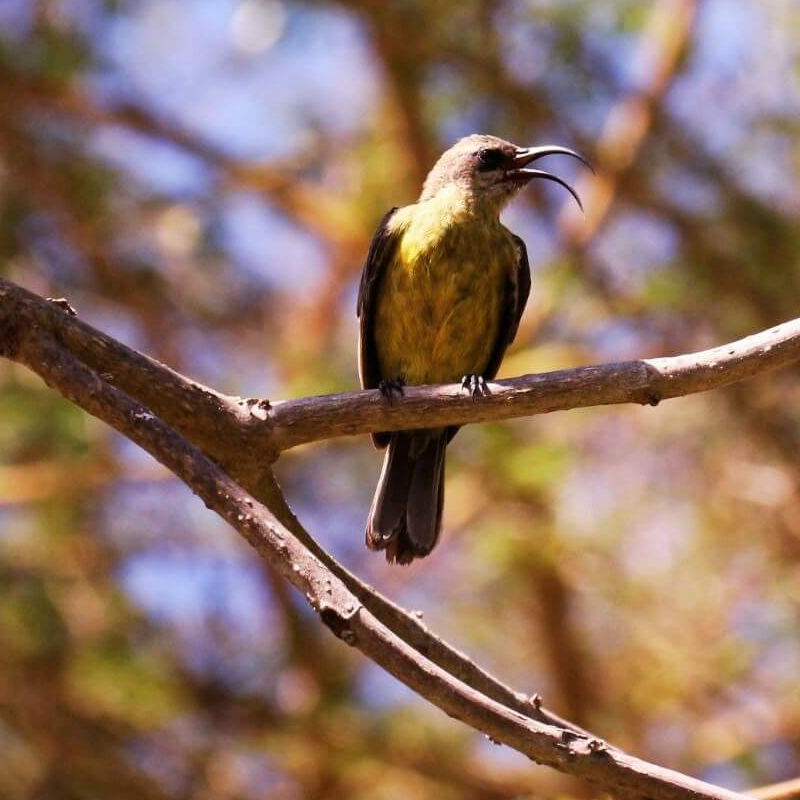 Arusha-Nationalpark