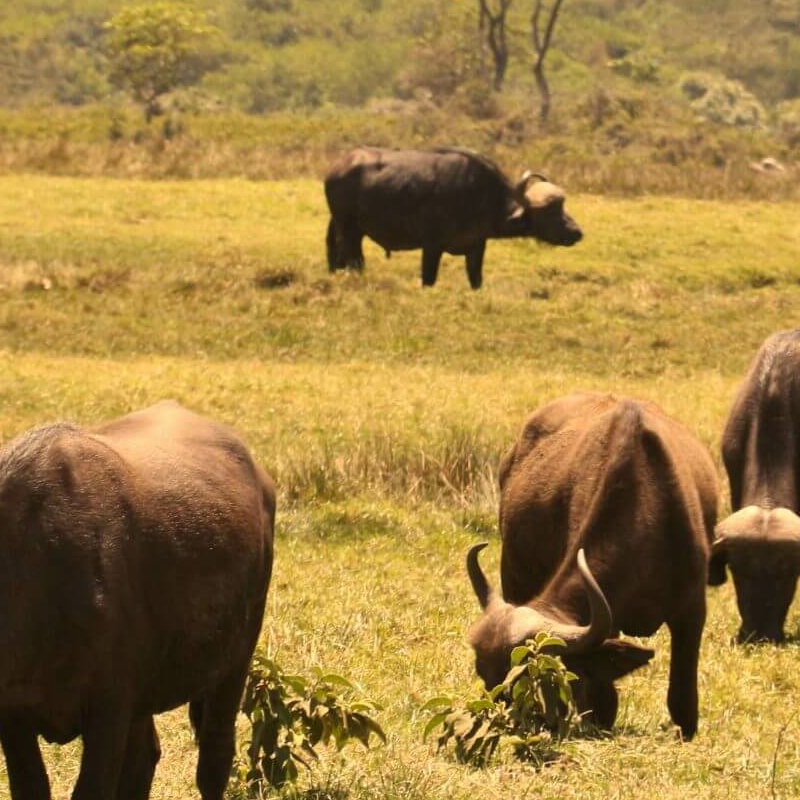 Arusha-Nationalpark
