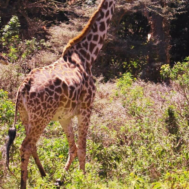 Arusha-Nationalpark
