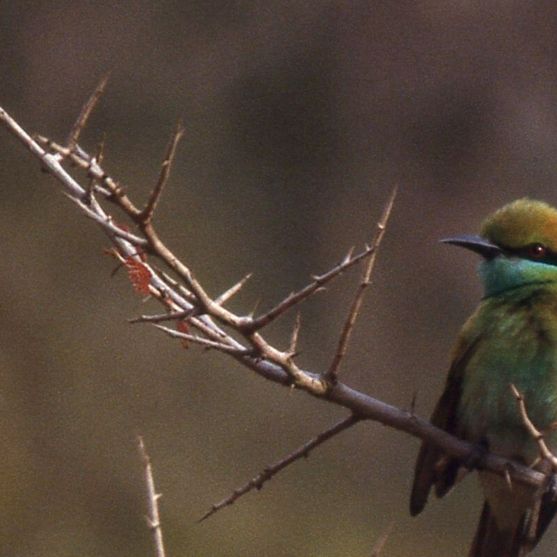 Bharatpur Bird Sanctuary