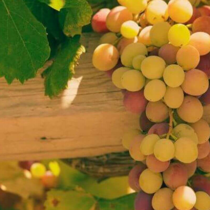 Chile Weinregion