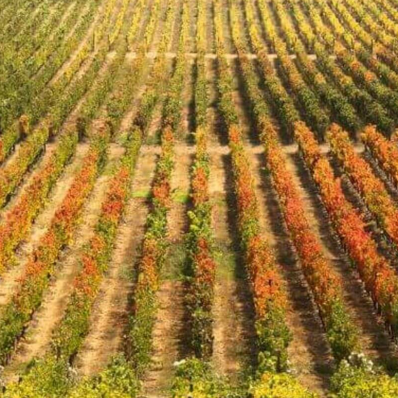 Chile Weinregion