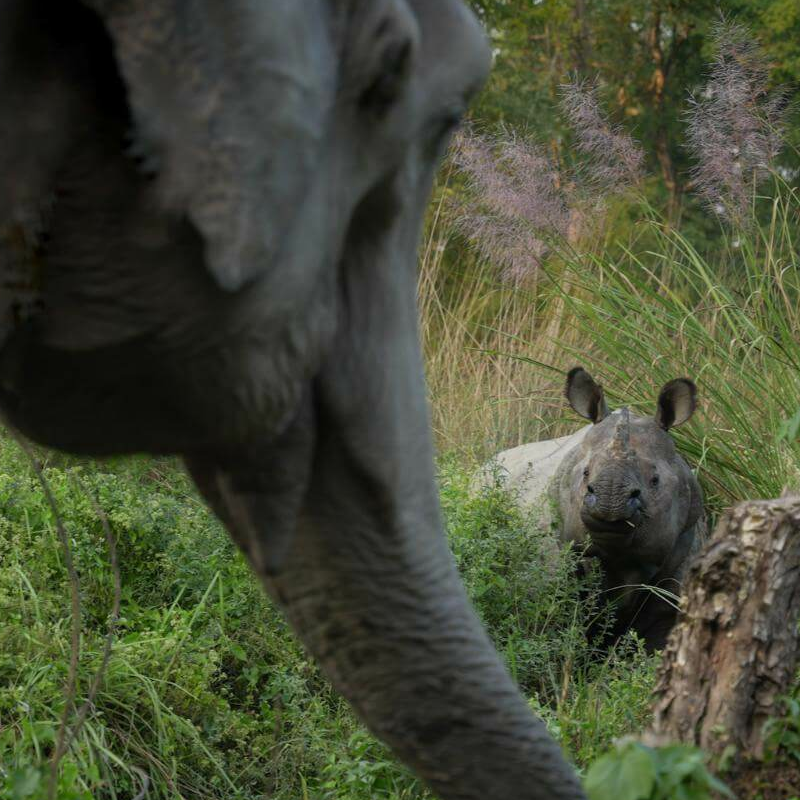 Chitwan-Nationalpark
