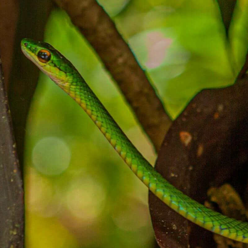 Karibikküste Costa Rica