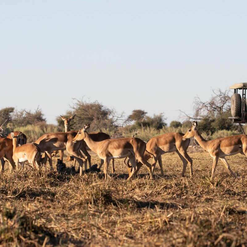 Makgadikgadi Pans
