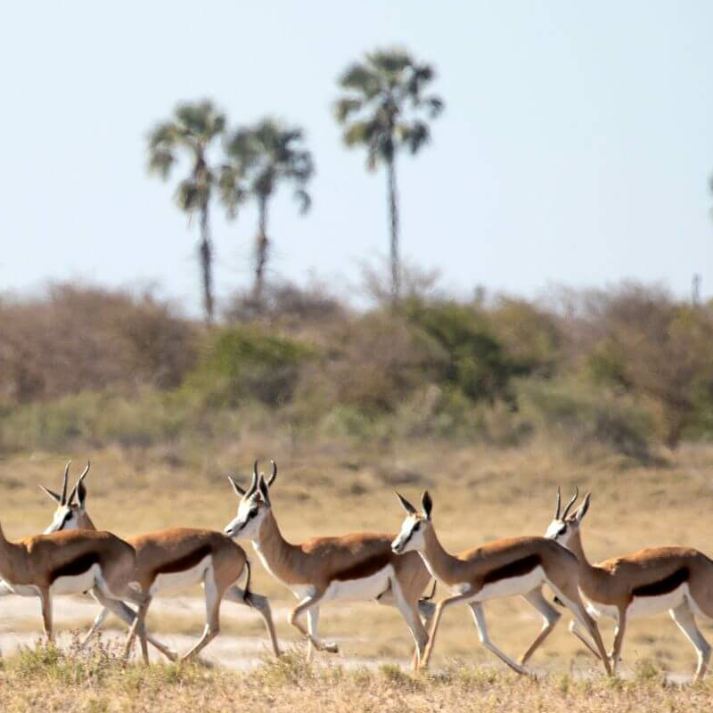Makgadikgadi Pans