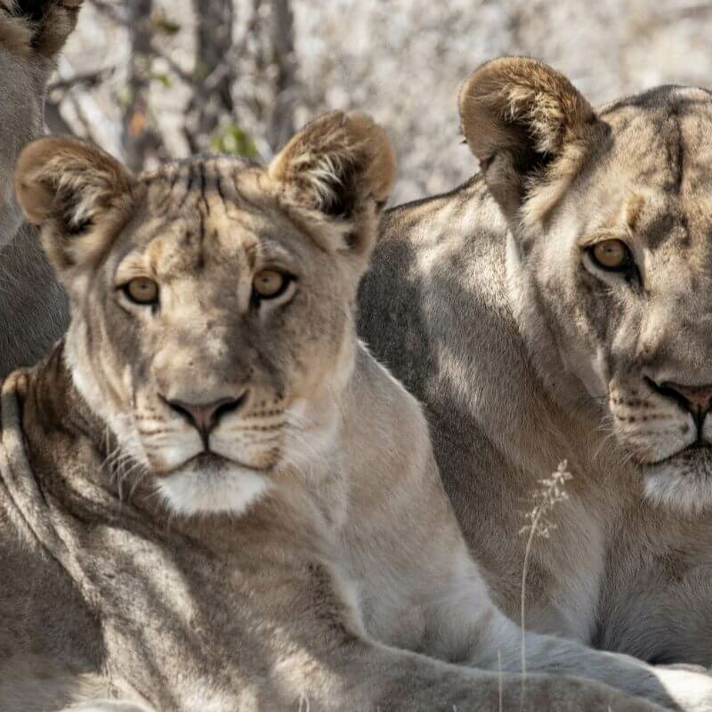 Makgadikgadi Pans