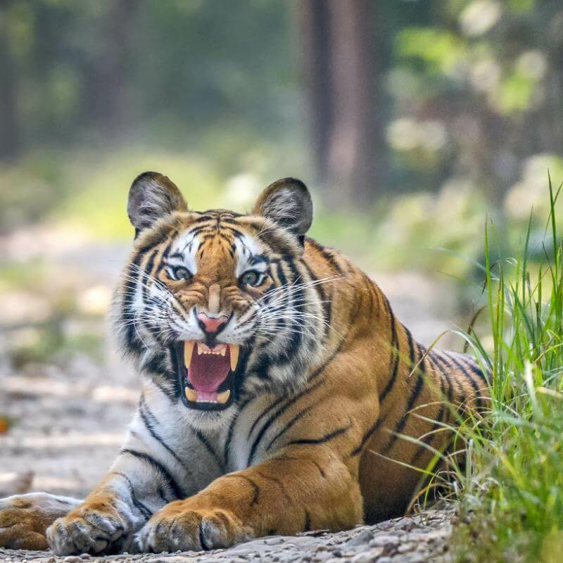 Nepal Tiger- und Nashornsafari
