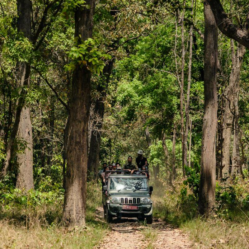 Nepal Tiger- und Nashornsafari