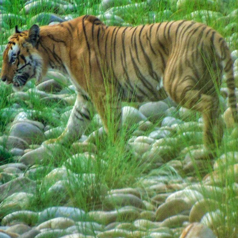 Nepal Tiger- und Nashornsafari