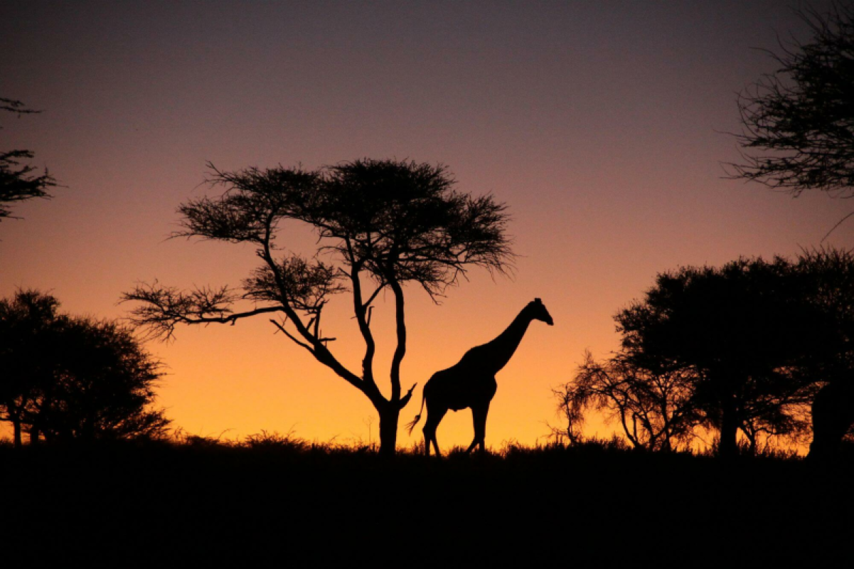 Okonjima