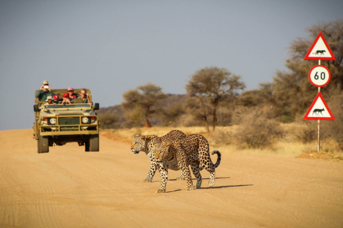Okonjima
