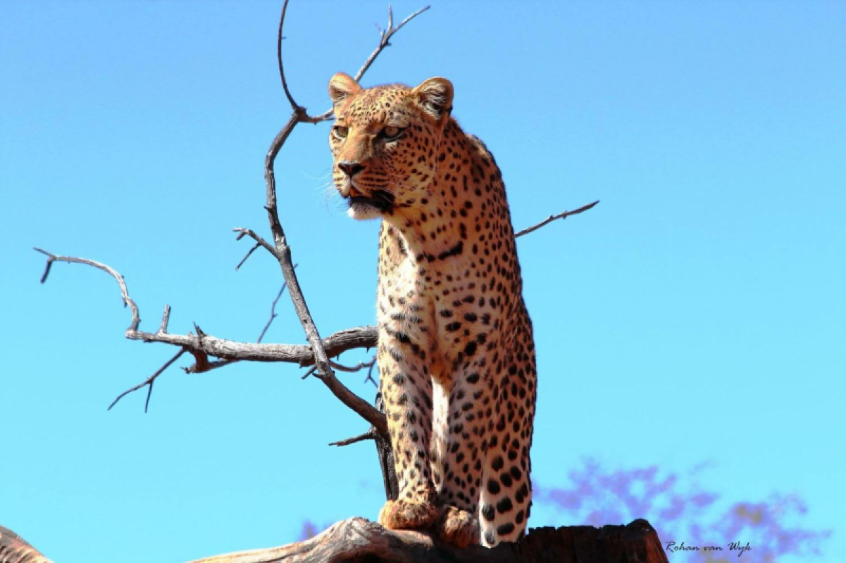 Okonjima