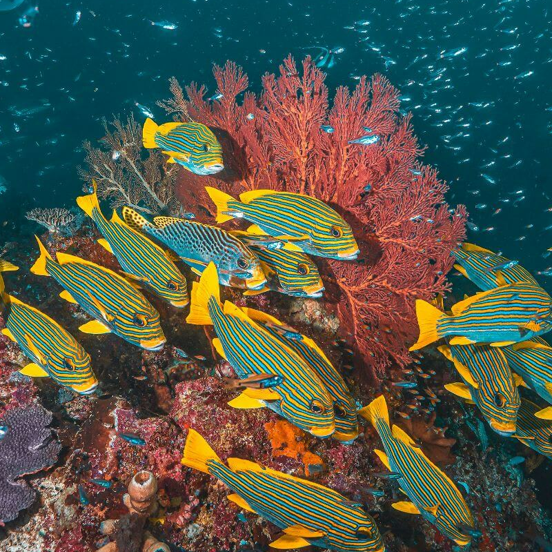 Raja Ampat und West Papua