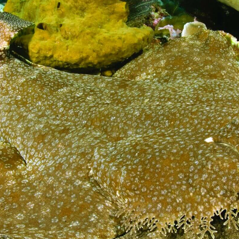 Raja Ampat und West Papua