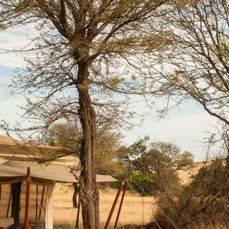 Bologonya Under Canvas