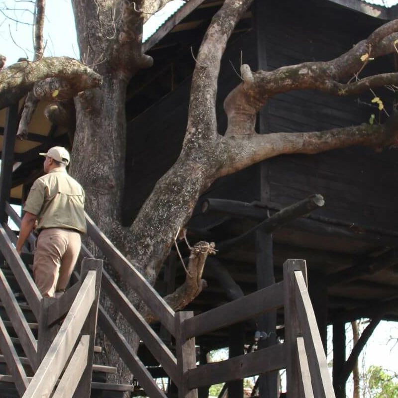 Tree Lodge Pench