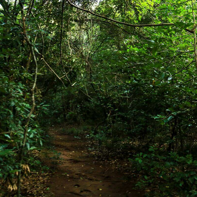 Wild Gras Nature Resort