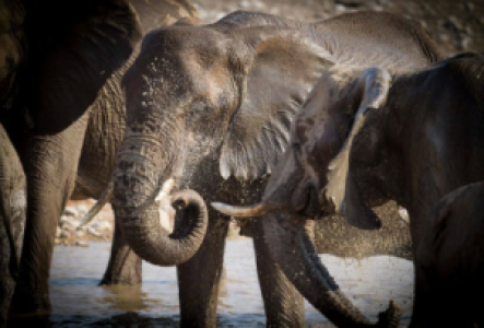 Mana Pools Nationalpark Afrikanischer Elefant
