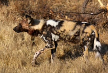 Mana Pools Nationalpark Afrikanischer Wildhund