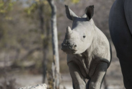 Vic Falls (Sambia) Afrikanisches Nashorn