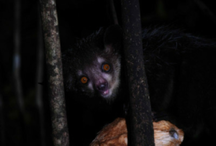 Andasibe Nationalpark Aye Aye