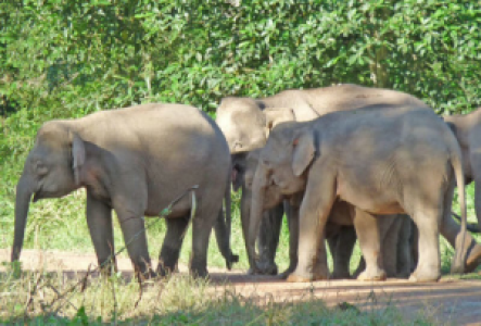 Asien Borneo Pygmäen-Elefant