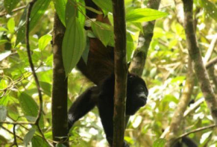 Corcovado Nationalpark Brüllaffe