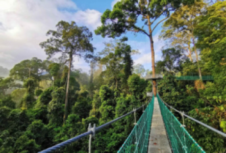 Canopy Walk in Nyungwe