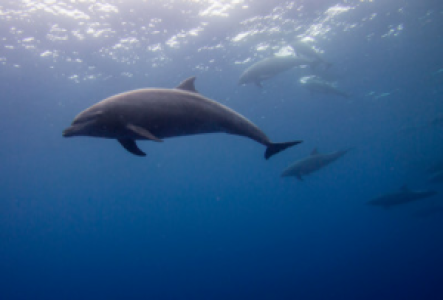 Sri Lanka Delfin