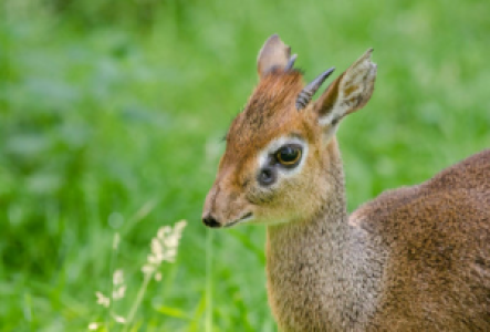 Arusha-Nationalpark Dikdik