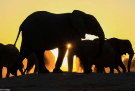 Elefantensafaris