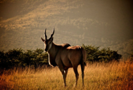 Mana Pools Nationalpark Elenantilope