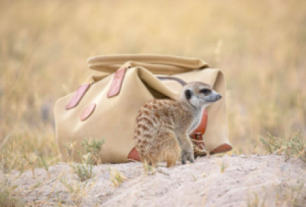Kalahari Wüste Erdmännchen