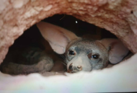 Namibia Erdwolf