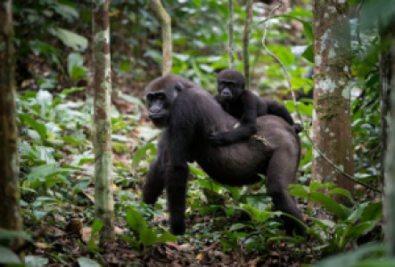 Gabun Flachlandgorillas
