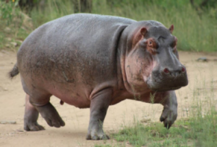 Mana Pools Nationalpark Flusspferd
