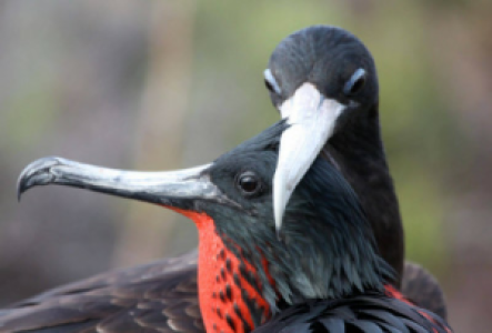 Santa Fe Fregattvogel