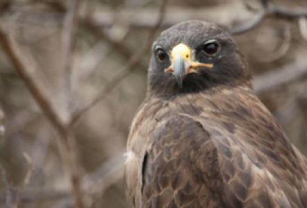 Isabela Galapagos-Bussard