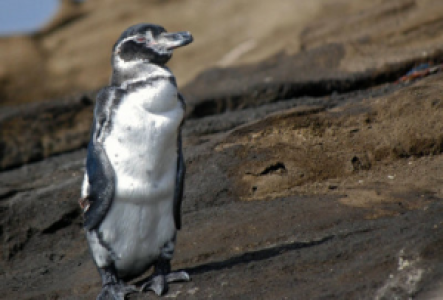 Isabela Galapagos-Pinguin