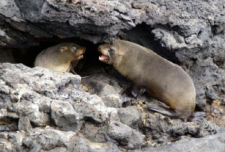 Ecuador Reisen Galapagos Seebär