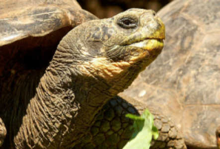 Isabela Galapagosriesenschildkröte