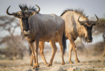 Serengeti Gnu